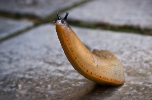 Proud Slug by Darren Johnson (CC BY 2.0)