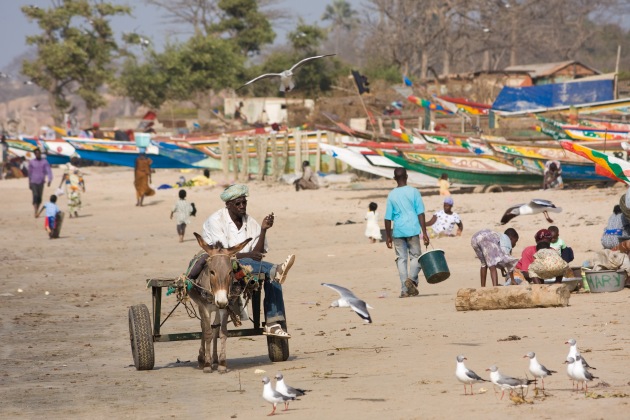 Bord de mer avec une charrette à âne en Gambie.  Auteur: Ikiwaner  CC BY-SA 3.0